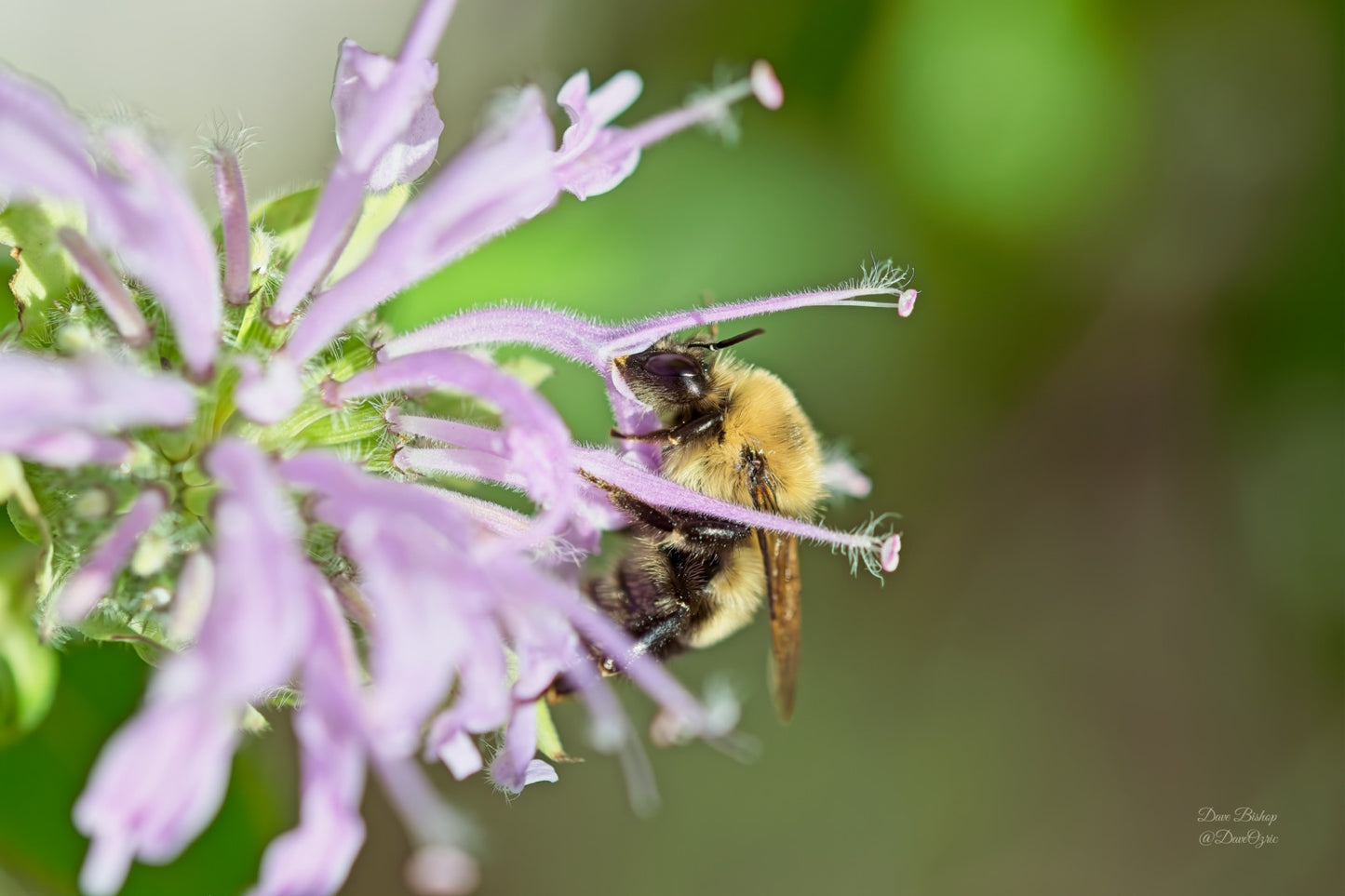 Monarda fistulosa - Native BEE-Ginnings