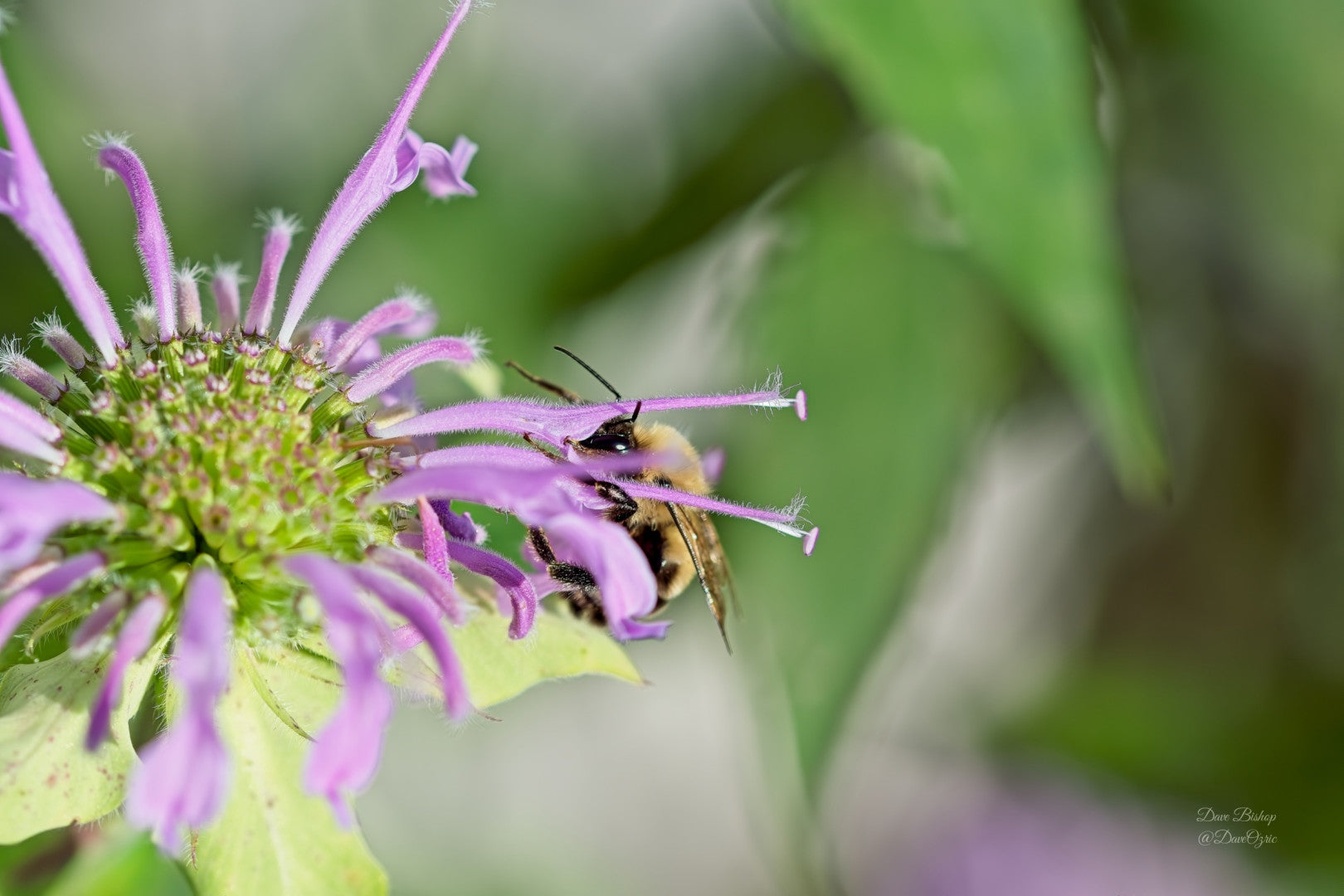 Monarda fistulosa - Native BEE-Ginnings