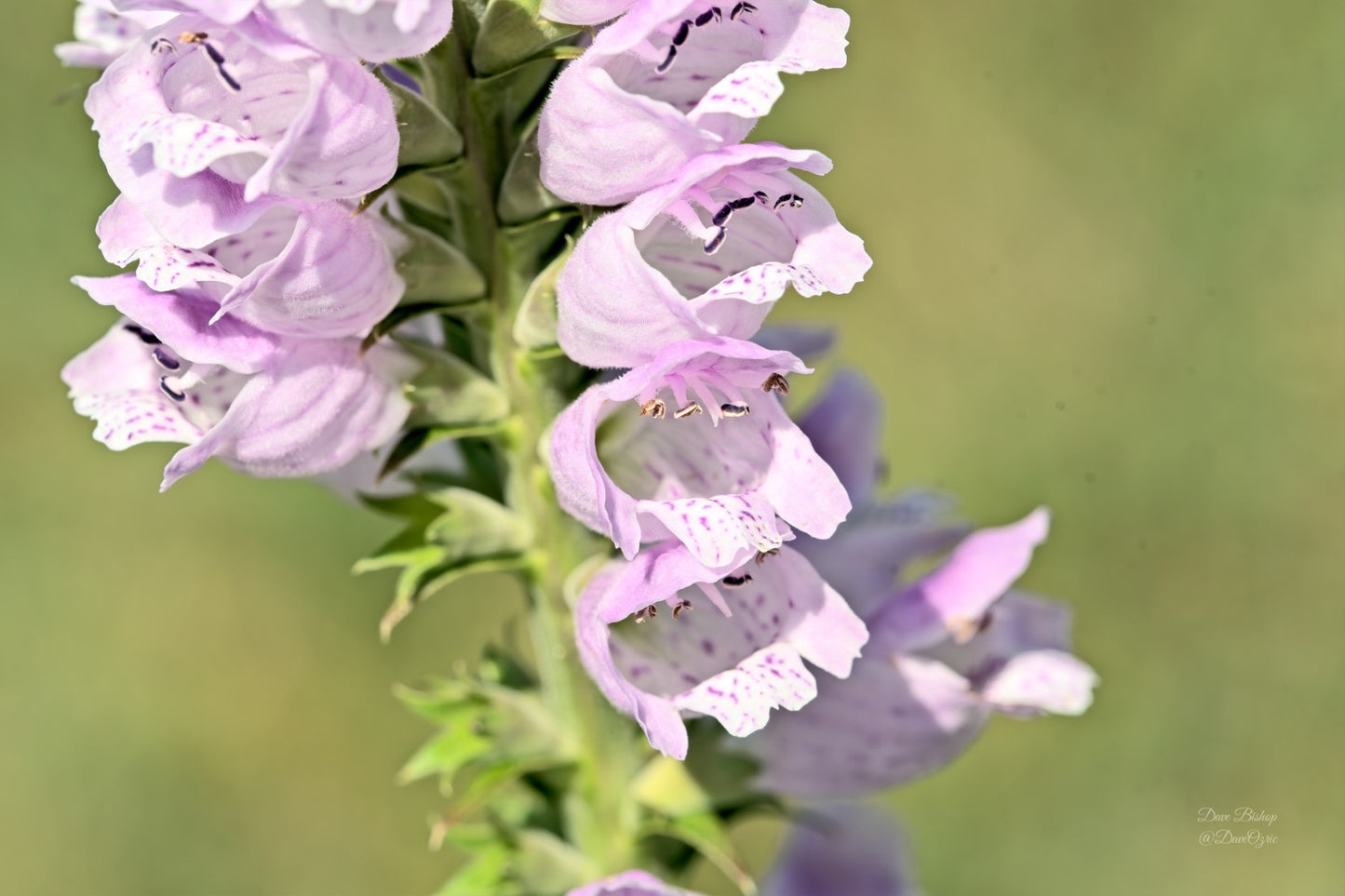 Physostegia virginiana - Native BEE-Ginnings