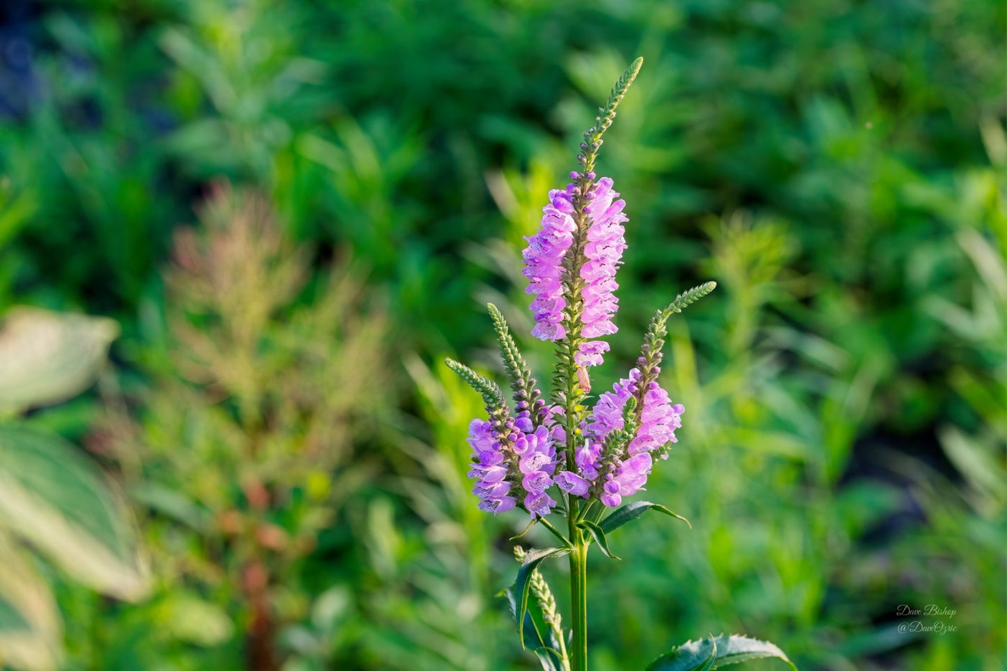 Physostegia virginiana - Native BEE-Ginnings