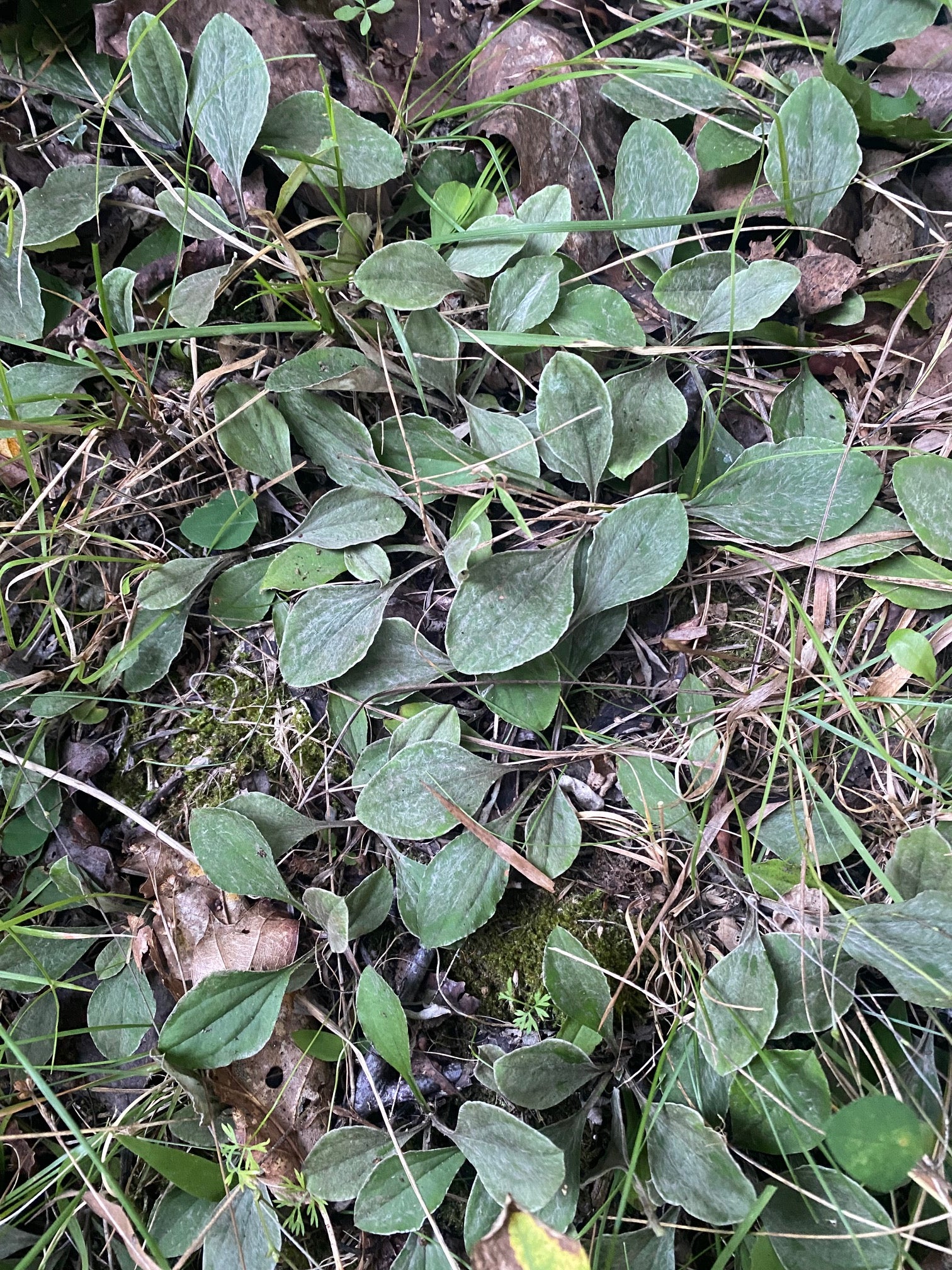 Antennaria Parlinii Parlin's Pussytoes Native Seeds for Sale