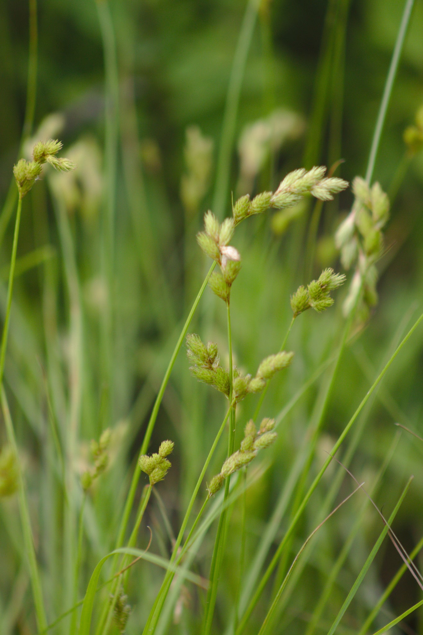 Carex scoparia