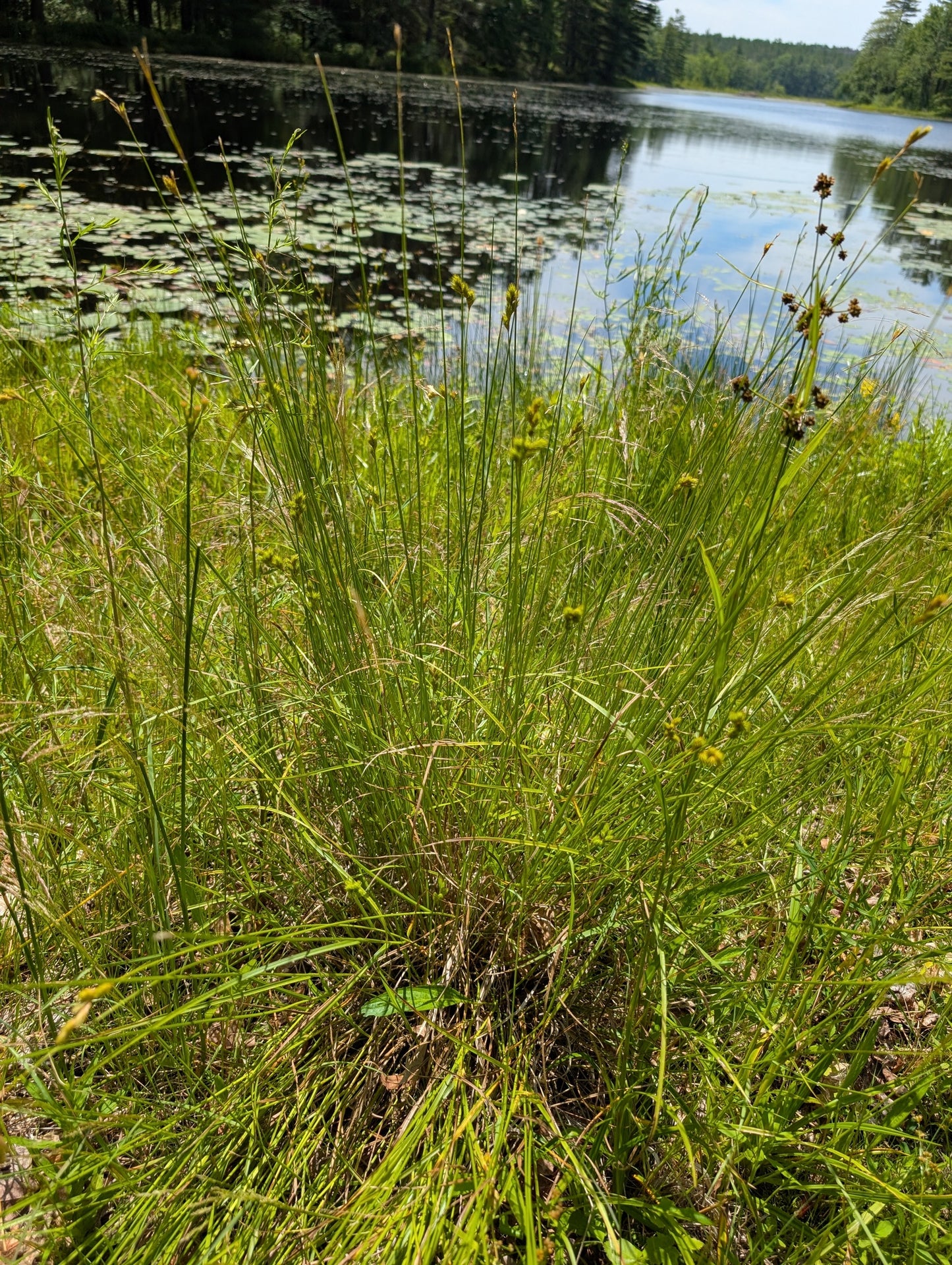 Carex scoparia