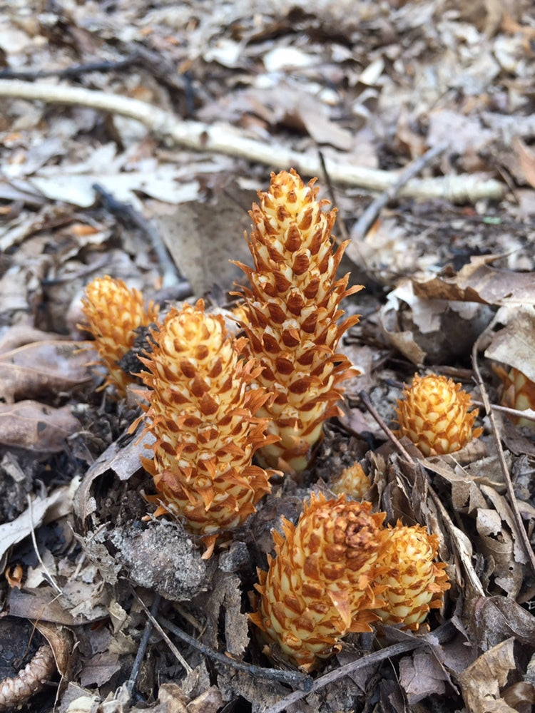 Conopholis americana