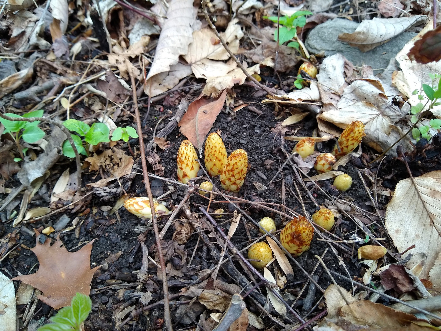 Conopholis americana