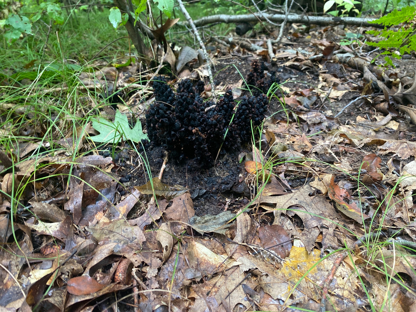 Conopholis americana