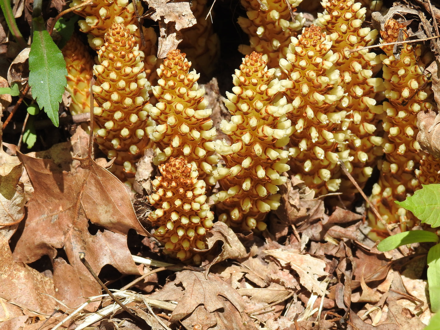 Conopholis americana