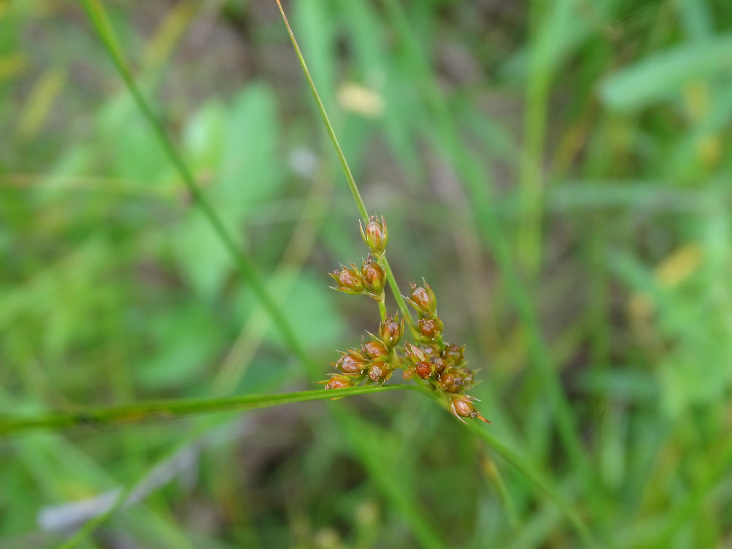 Juncus tenuis