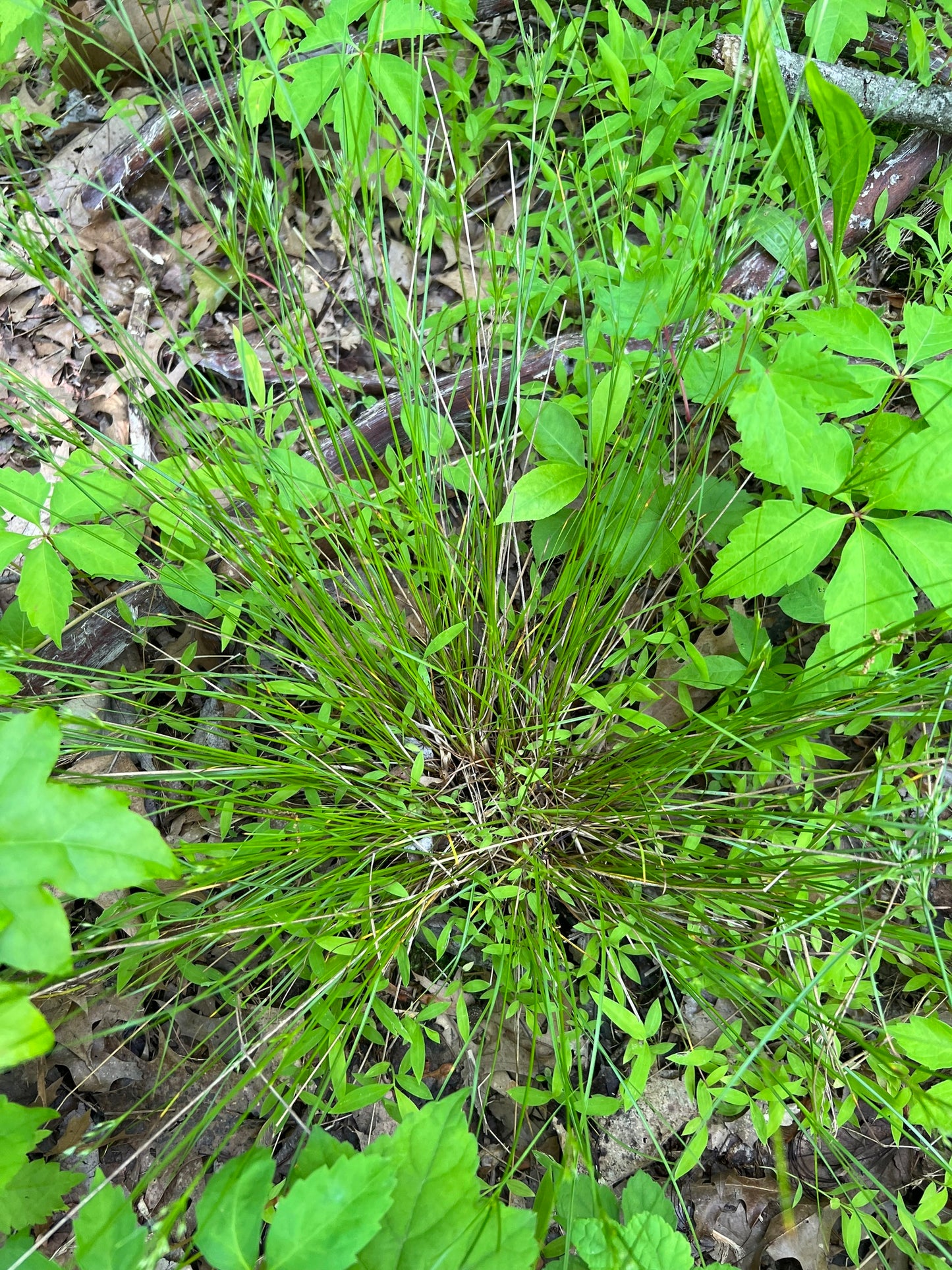 Juncus tenuis