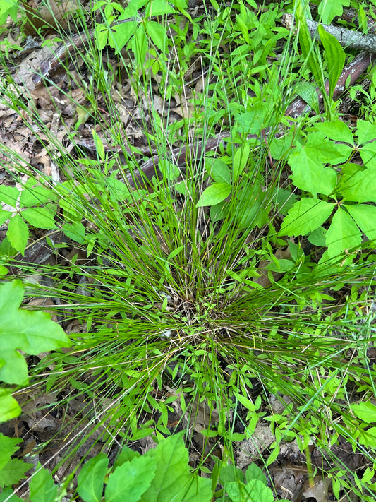 Juncus tenuis