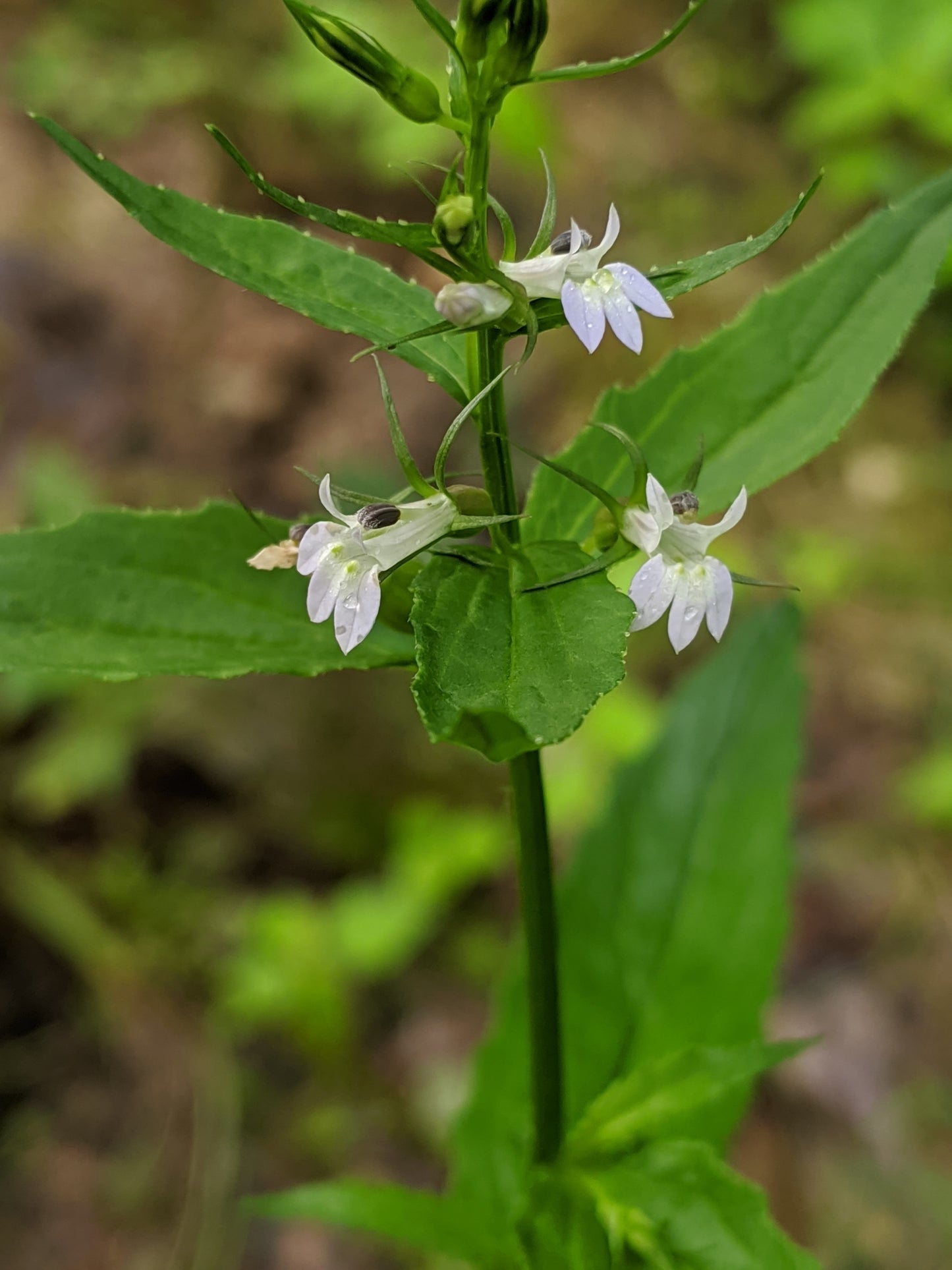 Lobelia inflata