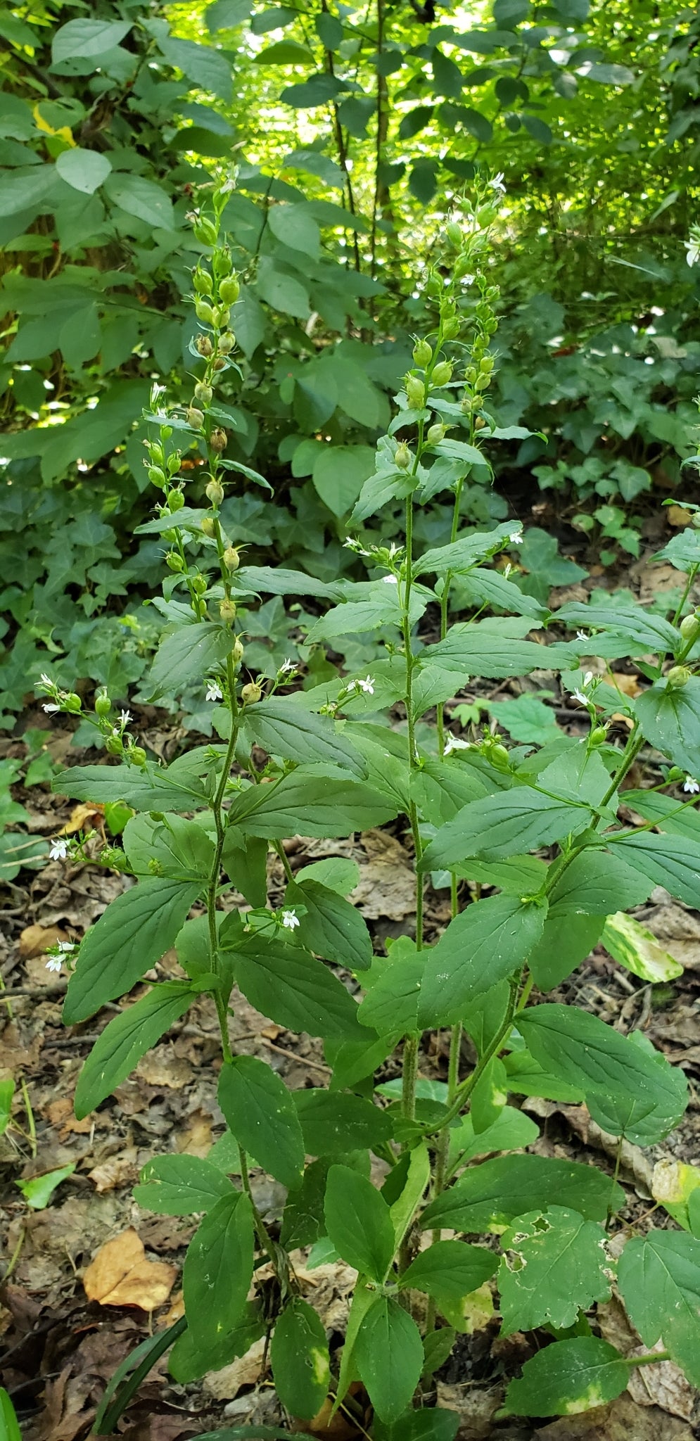 Lobelia inflata