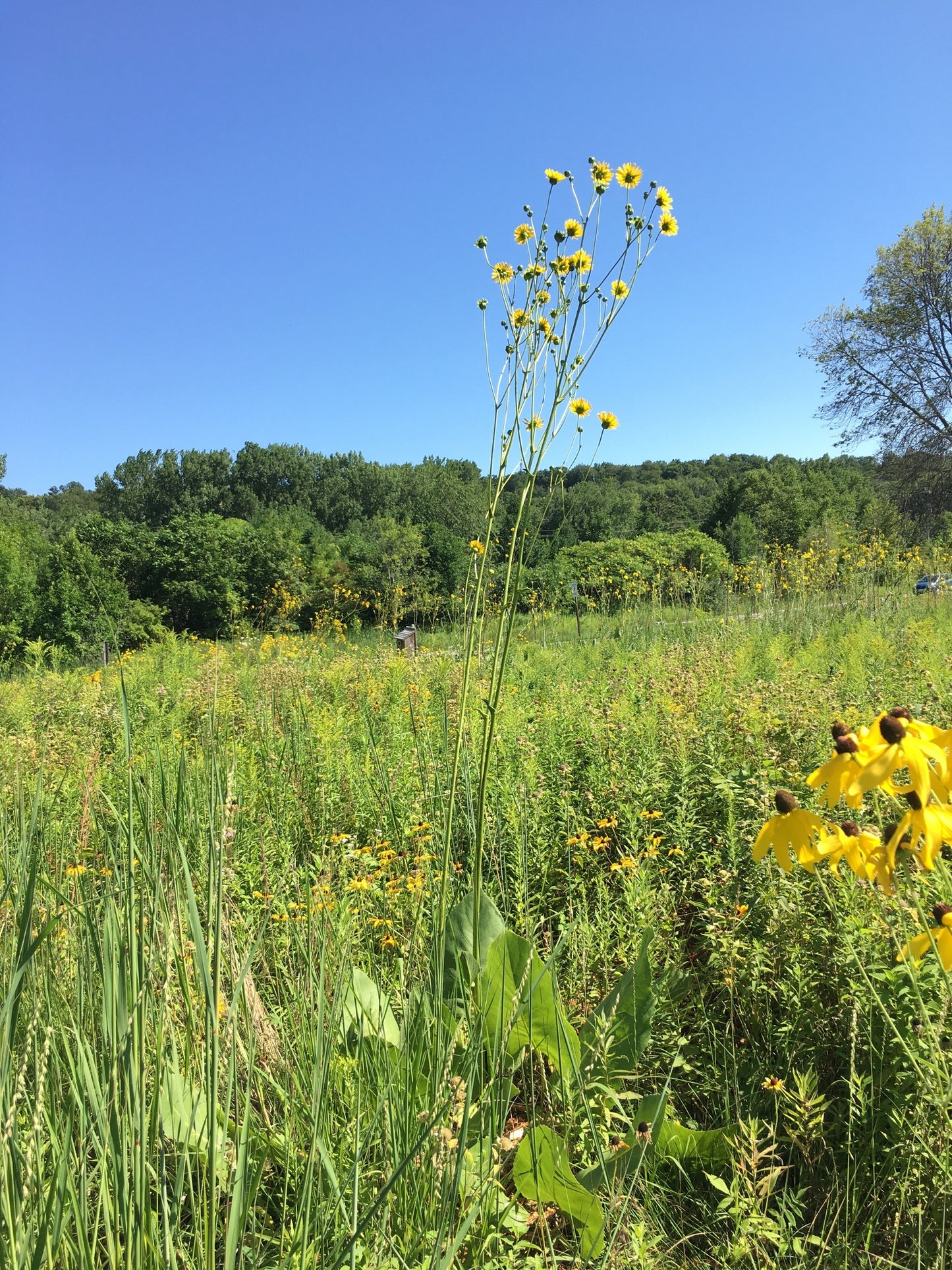 Silphium terebinthinaceum