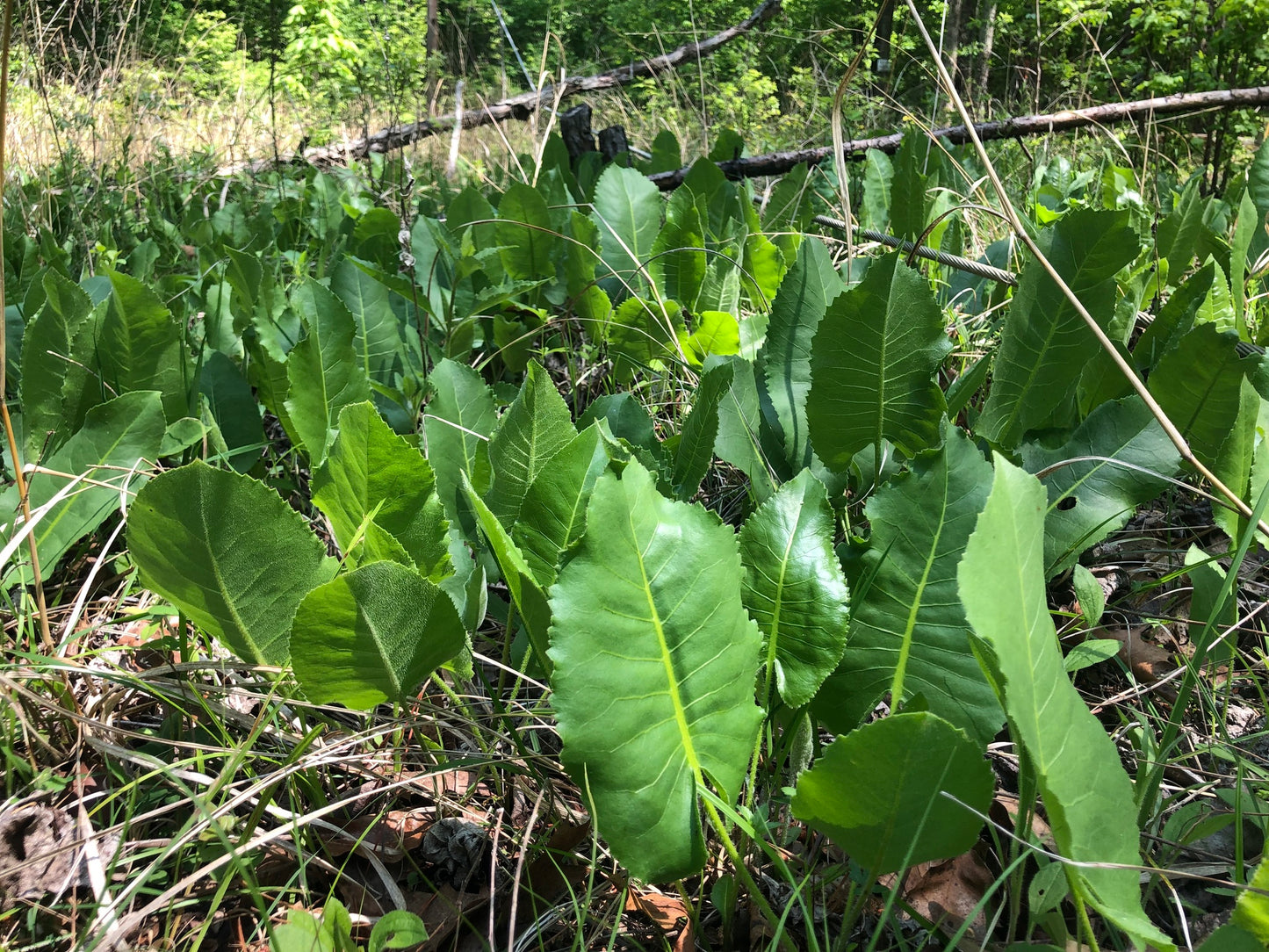 Silphium terebinthinaceum