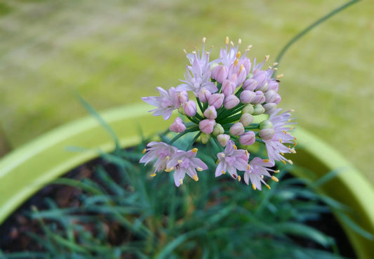 Allium cernuum - Native BEE-Ginnings