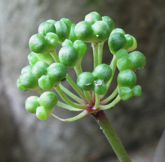Allium tricoccum - Native BEE-Ginnings