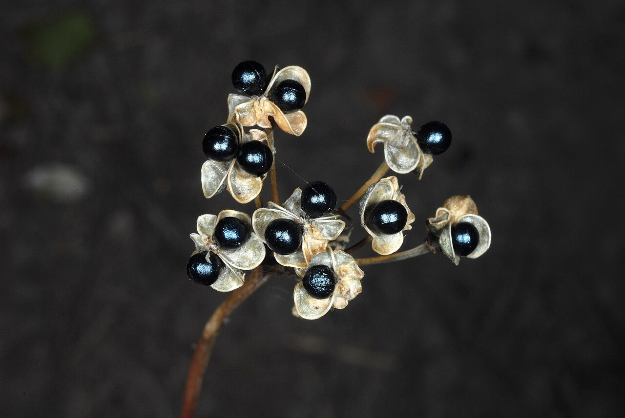 Allium tricoccum - Native BEE-Ginnings