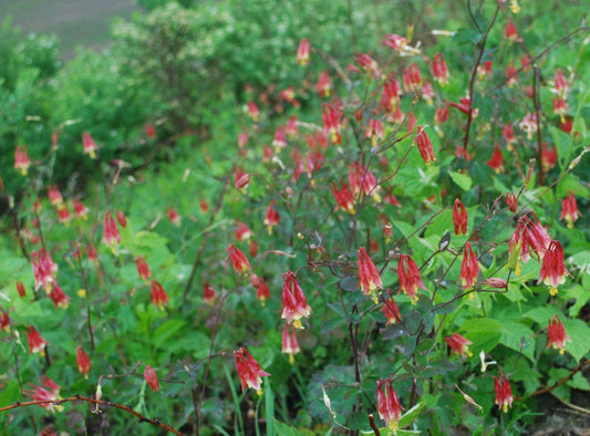 Aquilegia canadensis - Native BEE-Ginnings