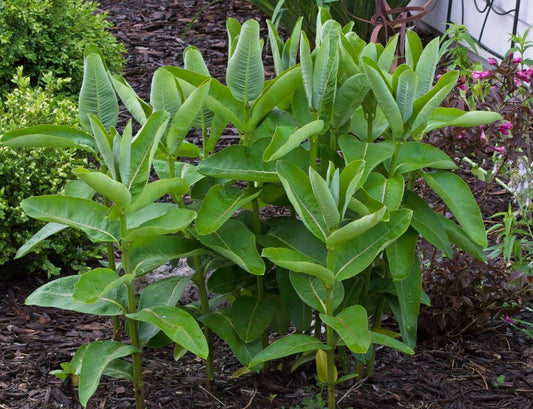 Asclepias syriaca - Native BEE-Ginnings