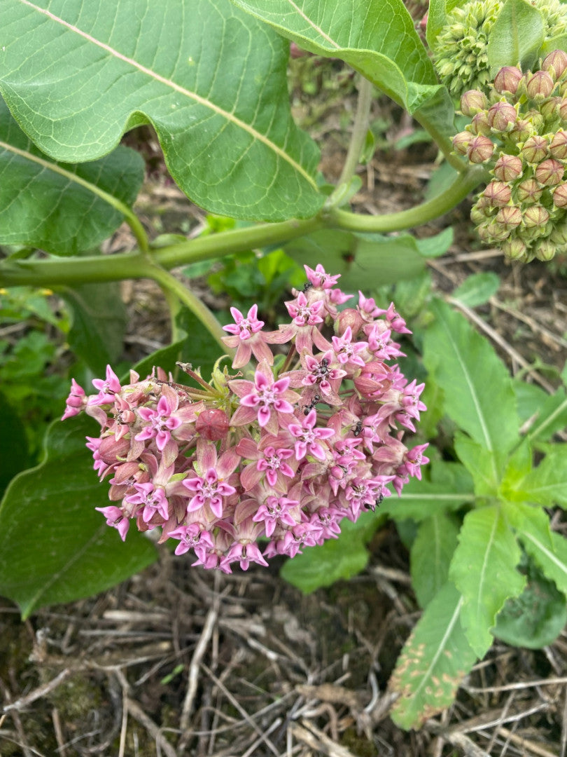where to buy milkweed plants or seeds Asclepias syriaca Commom Milkweed Native Seeds for Sale – Native BEE-Ginnings