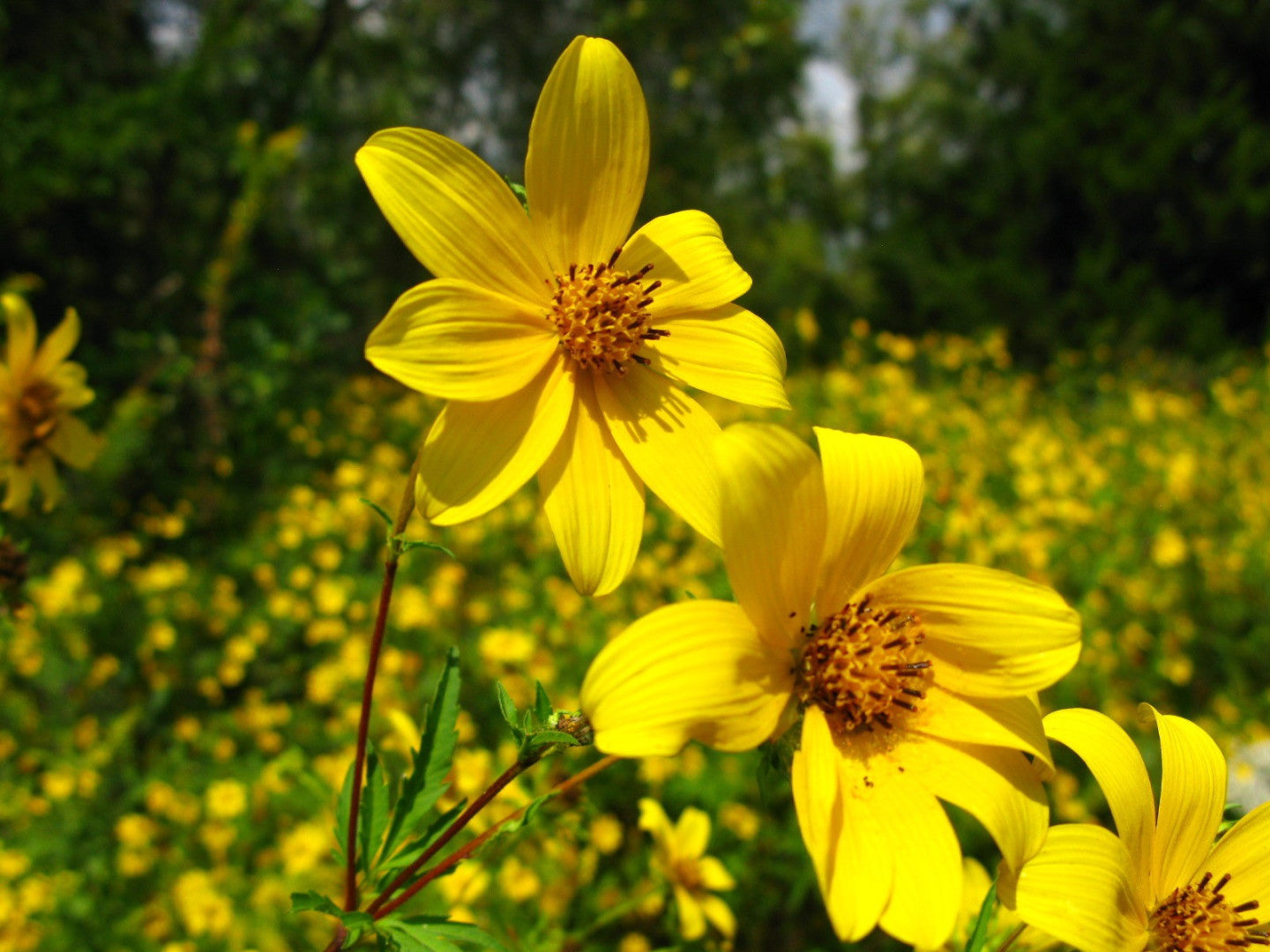 marigold flower seeds for sale Bidens aristosa Swamp Marigold Native Seeds for Sale – Native BEE-Ginnings