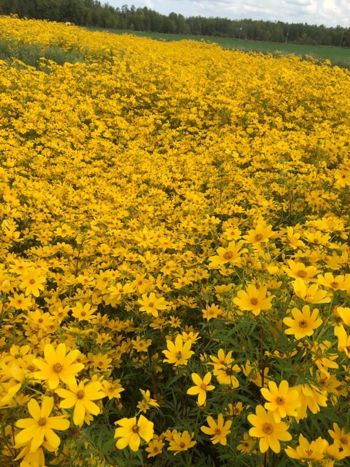 Bidens aristosa - Native BEE-Ginnings