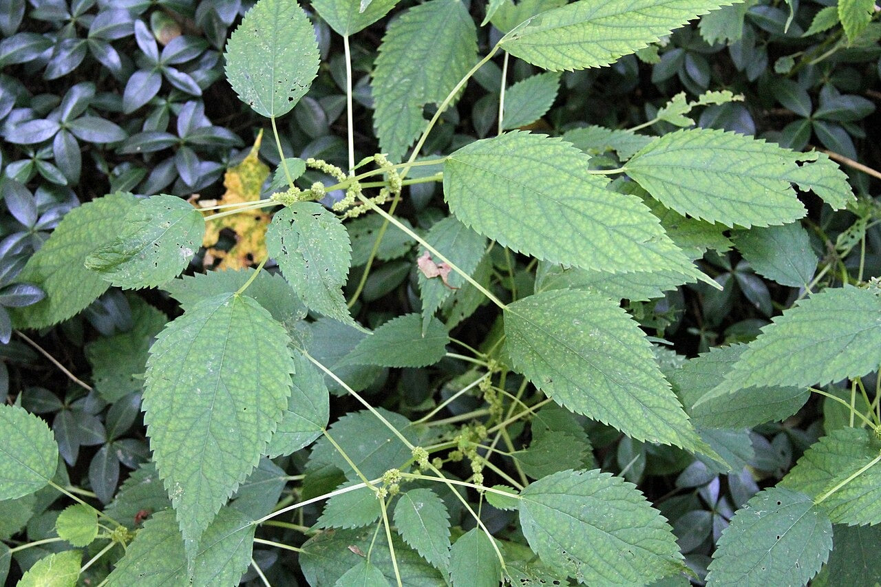 Boehmeria cylindrica - Native BEE-Ginnings