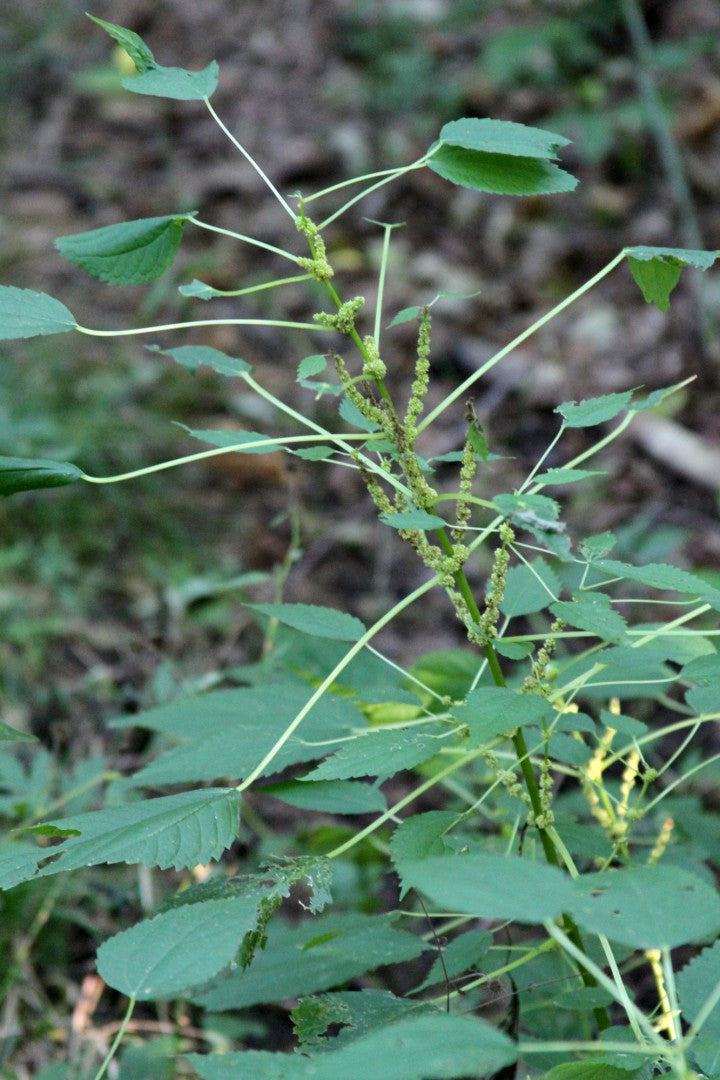 Boehmeria cylindrica - Native BEE-Ginnings