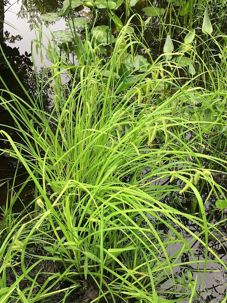 Carex crinita - Native BEE-Ginnings
