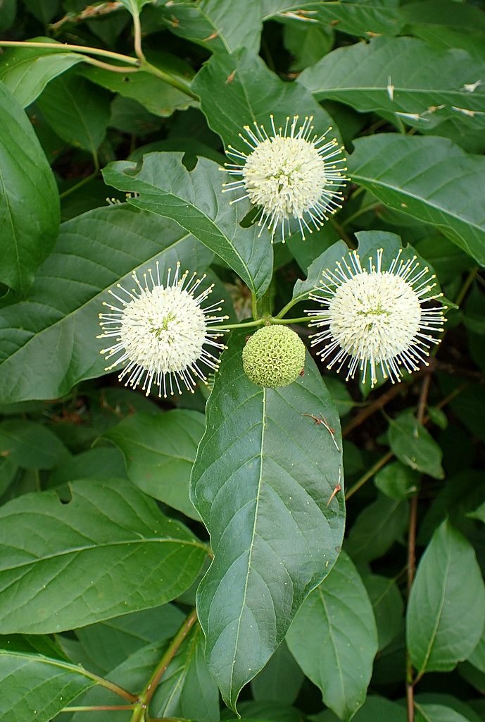Cephalanthus occidentalis - Native BEE-Ginnings