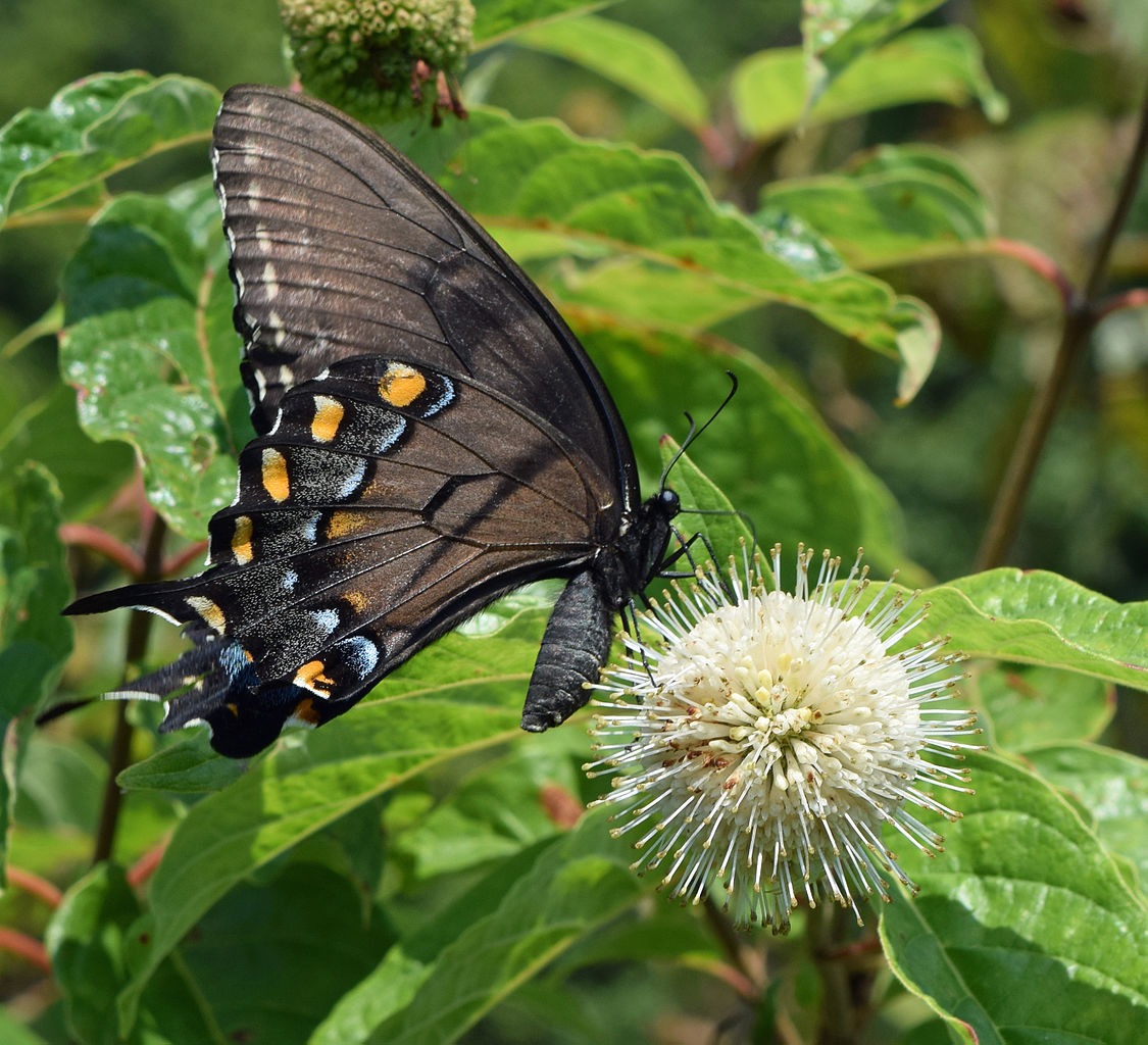 Cephalanthus occidentalis - Native BEE-Ginnings
