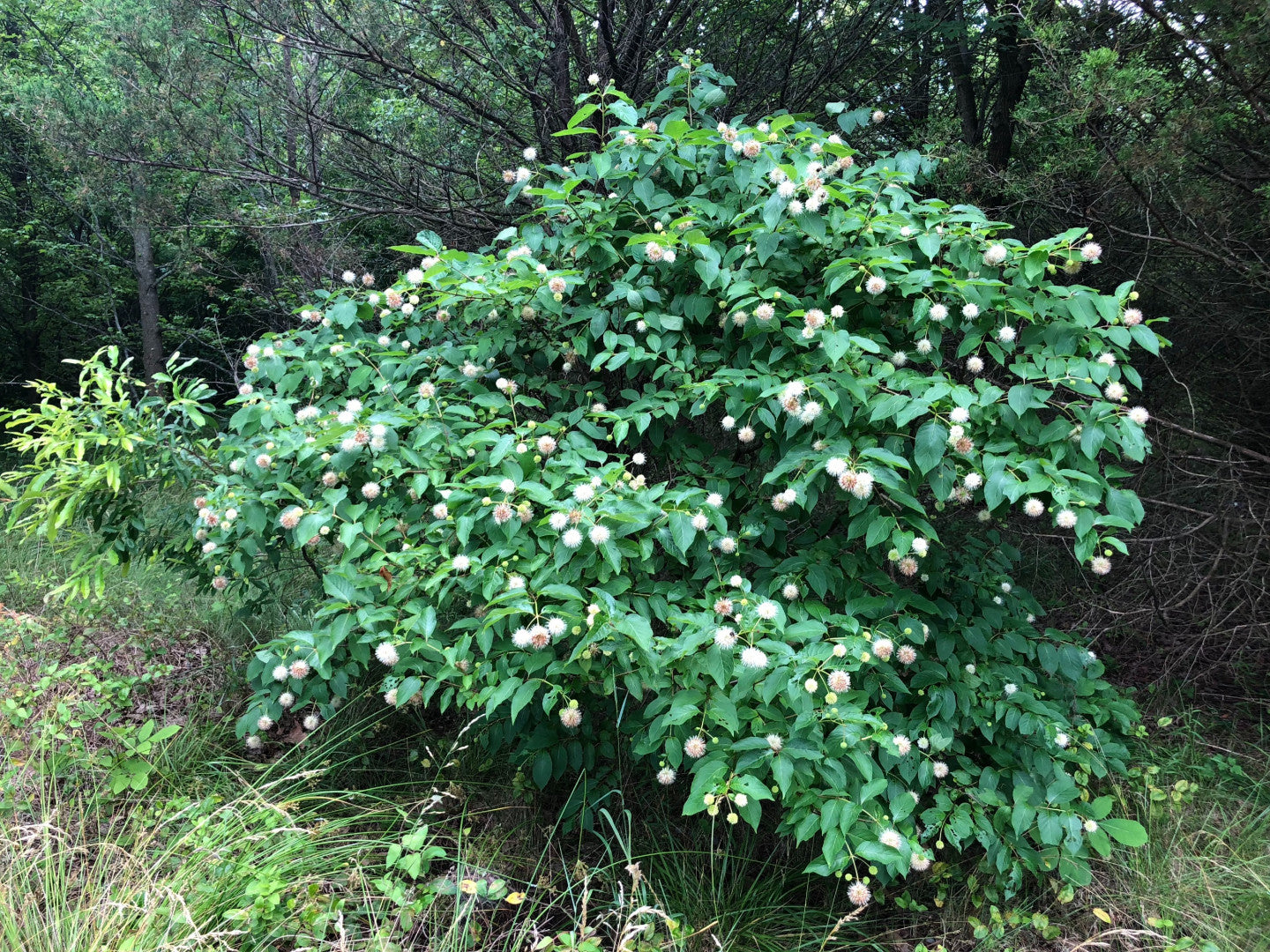 Cephalanthus occidentalis - Native BEE-Ginnings