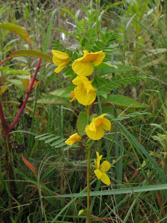 Chamaecrista fasciculata - Native BEE-Ginnings