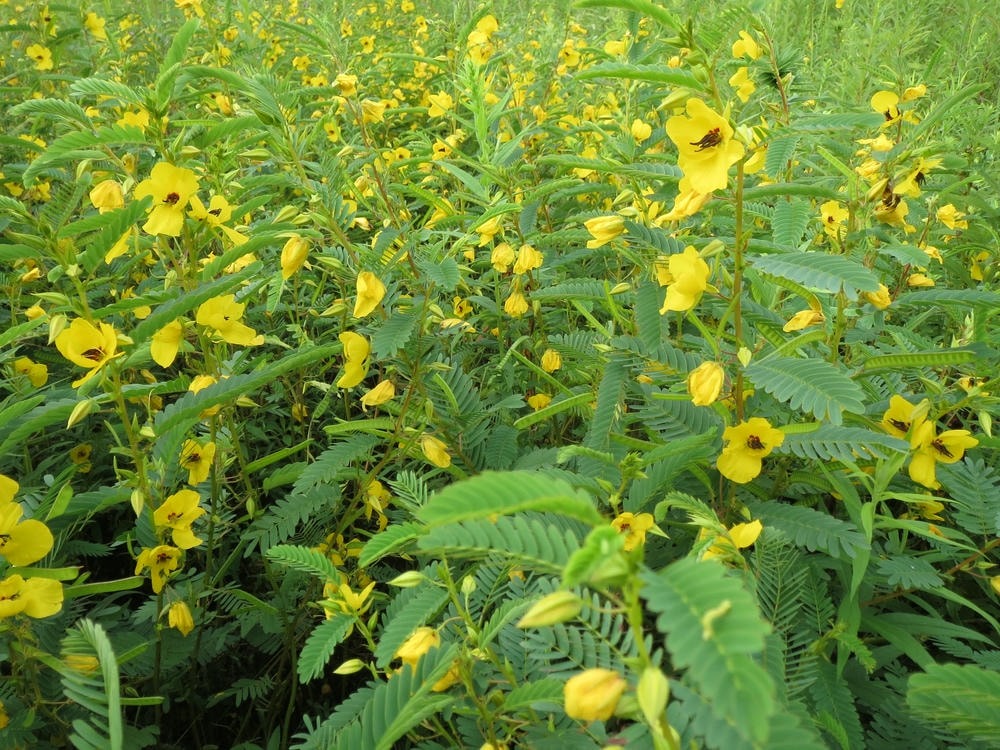 Chamaecrista fasciculata - Native BEE-Ginnings