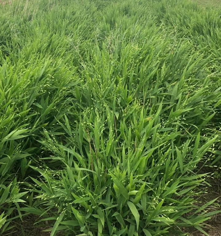 Chasmanthium latifolium - Native BEE-Ginnings