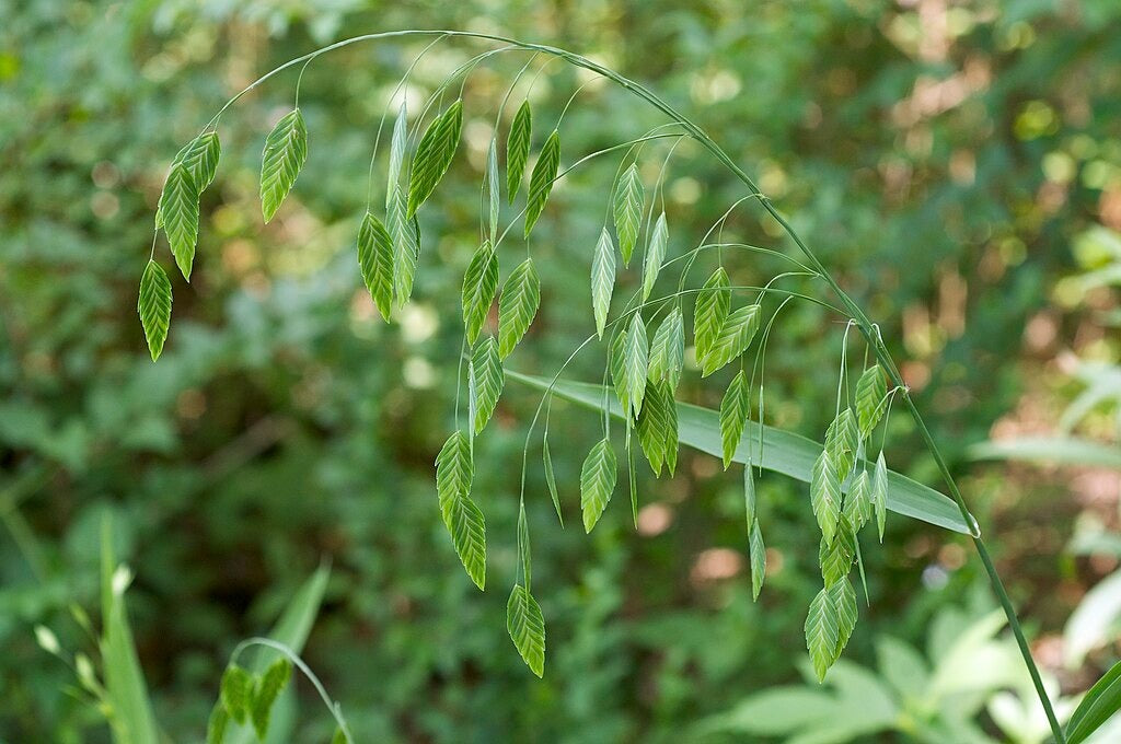 Chasmanthium latifolium - Native BEE-Ginnings