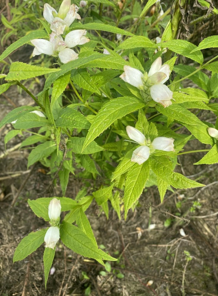 Chelone glabra - Native BEE-Ginnings
