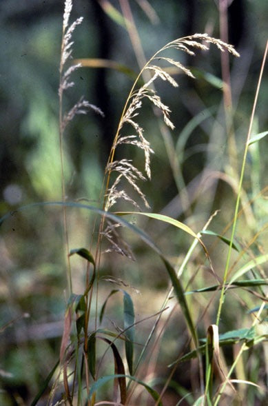 Cinna arundinacea - Native BEE-Ginnings