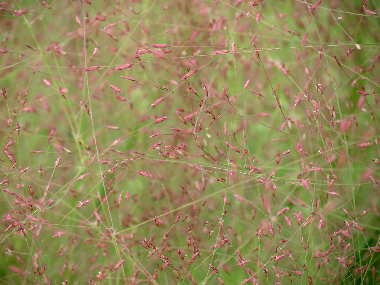 Eragrostis spectabilis - Native BEE-Ginnings