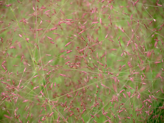 Eragrostis spectabilis - Native BEE-Ginnings