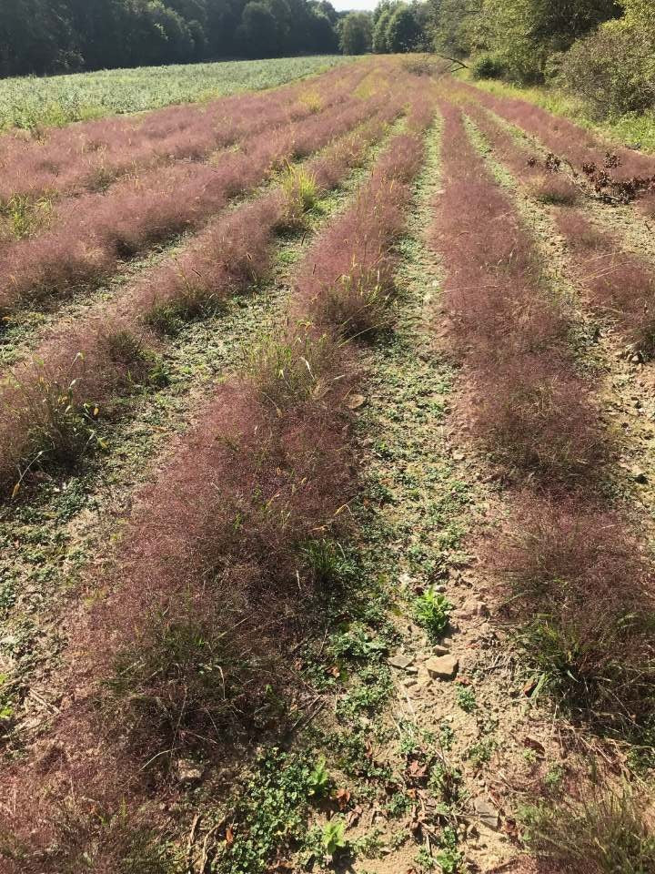 Eragrostis spectabilis - Native BEE-Ginnings
