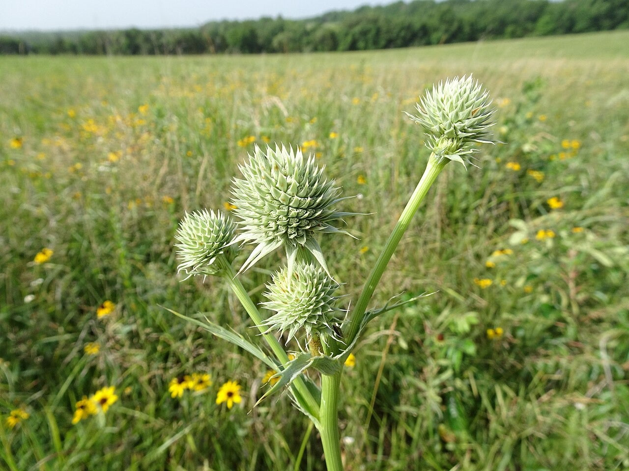 Eryngium yuccifolium - Native BEE-Ginnings