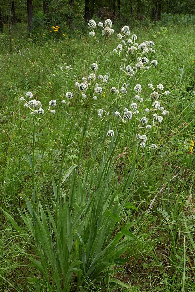Eryngium yuccifolium - Native BEE-Ginnings