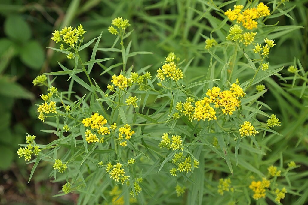 Euthamia graminifolia - Native BEE-Ginnings