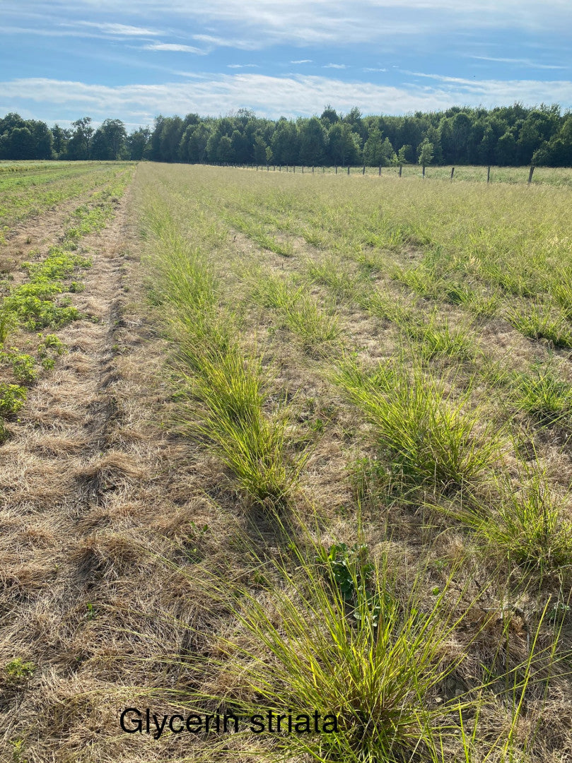 Glyceria striata - Native BEE-Ginnings