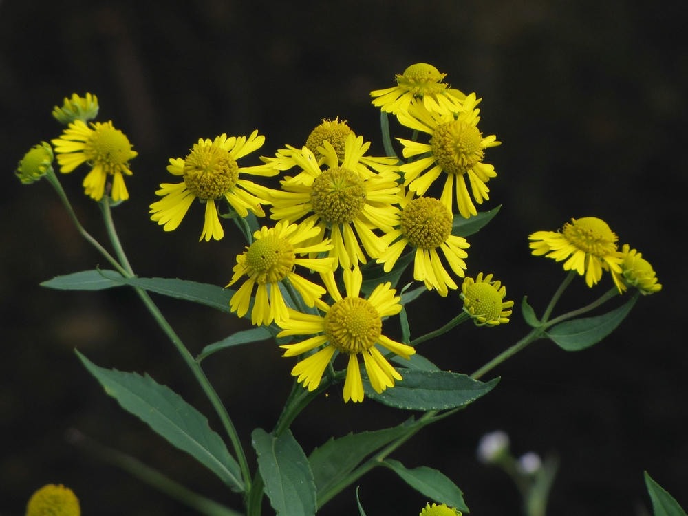 Helenium autumnale - Native BEE-Ginnings