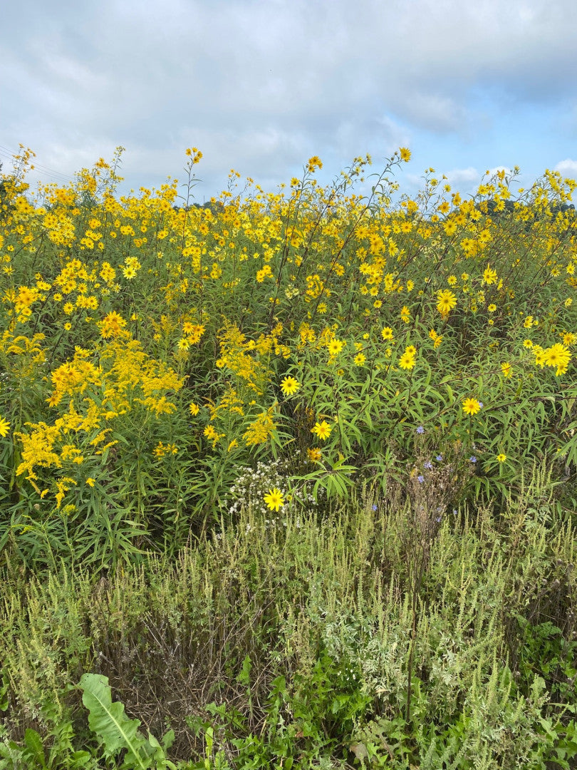 Helianthus grosseserratus - Native BEE-Ginnings