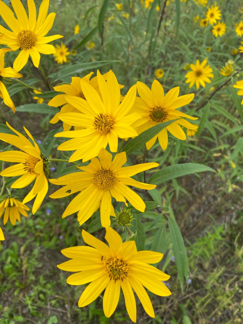 Helianthus grosseserratus - Native BEE-Ginnings
