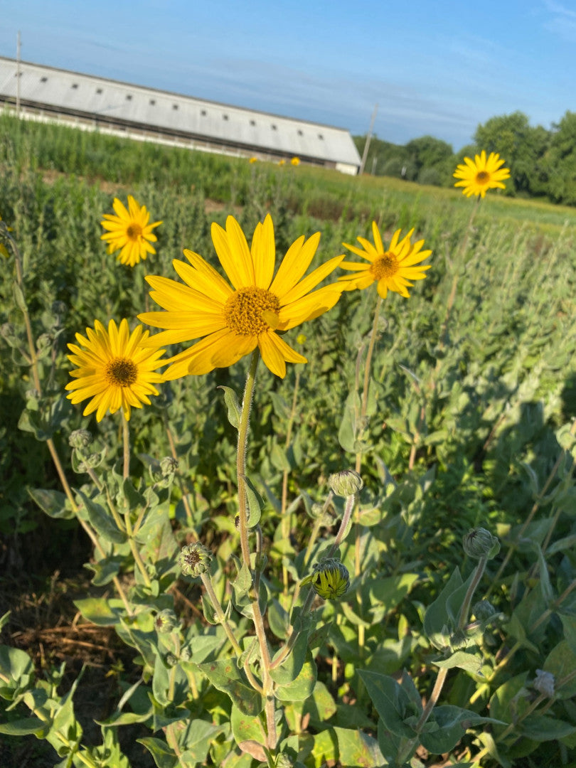 Helianthus mollis - Native BEE-Ginnings