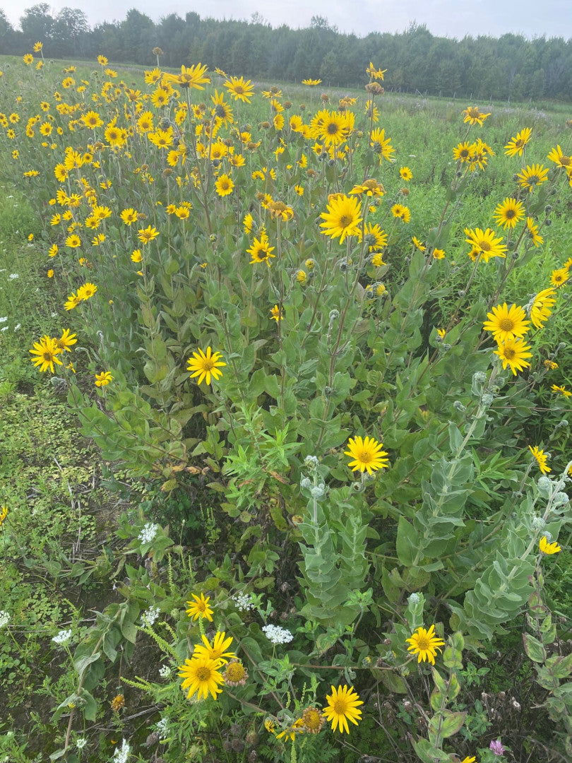 Helianthus mollis - Native BEE-Ginnings